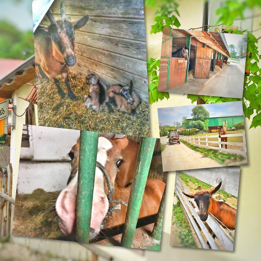 Penzion Pegas Depoltovice Nová Role Exteriér fotografie